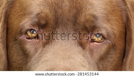 DOG, eyes expression