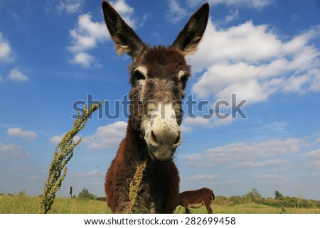 Donkey in a Field in sunny day