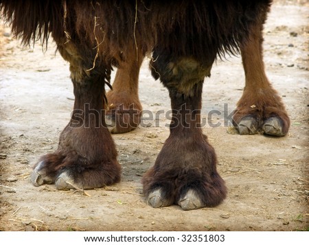 Wide foot of a Somali camel - moyale, kenya