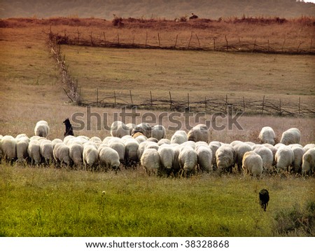 flock of sheep and dogs
