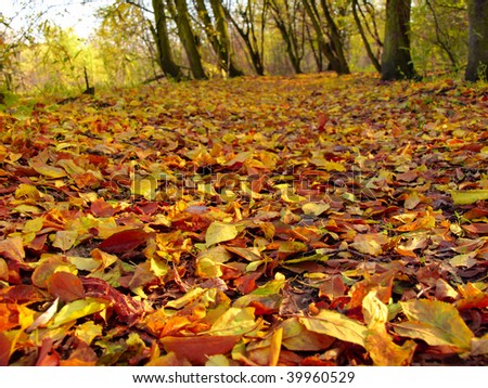 Pile of leaves