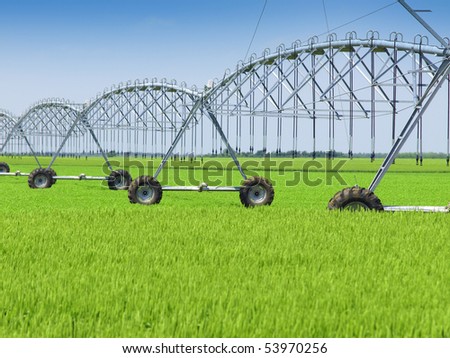 wheat field and irrigation equipment