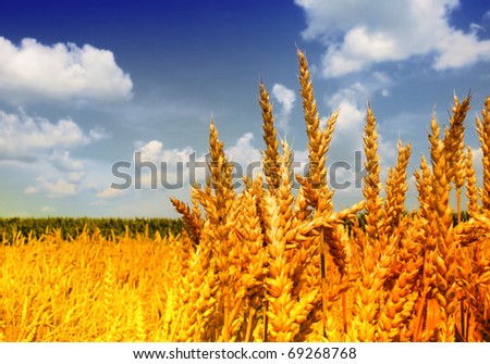 cereal plant