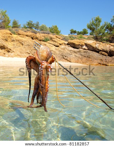 Octopus Hunting