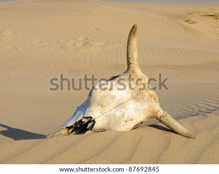 Cattle skull in the sand