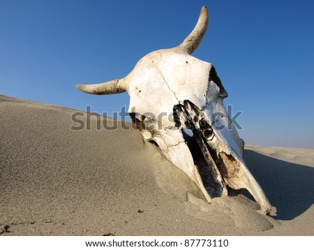Cattle skull in the desert