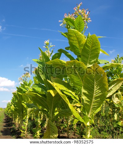 Cuba Plants