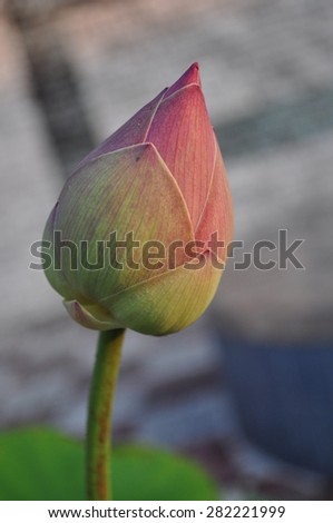 un-bloomed lotus flower