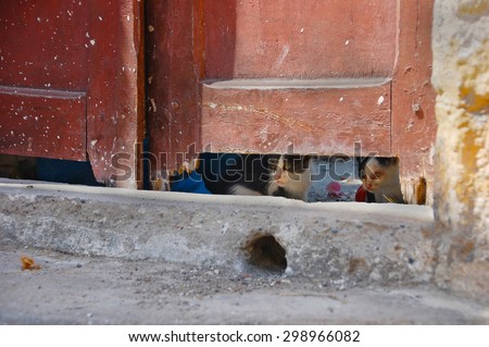 Two little kitten resting next to a vintage door.Rhodes island.Greece.