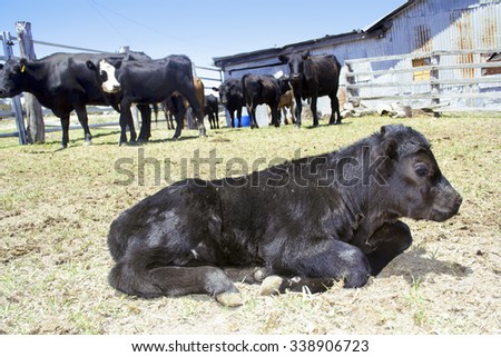 New born calf sitting in yard with cows in the corner of the yard and wool shed in the background.
