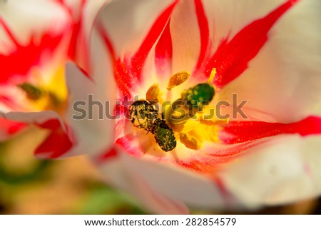Animals Insects tulips