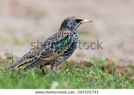 common starling