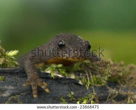 alpine newt