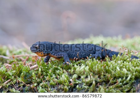 macro of a Alpine newt
