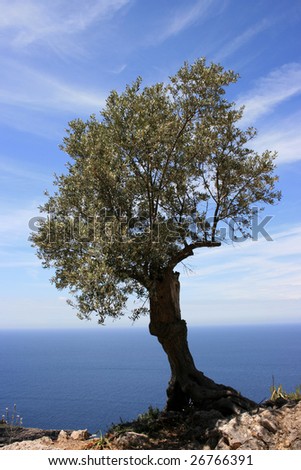 olive tree in front of blue sky and water on mallorca