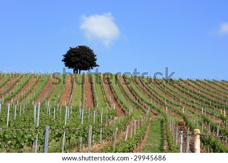 vineyard and lonely tree in the region of Nahe, Germany. Famous vine region.