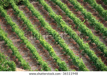 vineyard in the region of Mosel, Germany. Famous vine region.