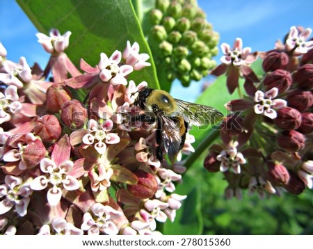 Bumble Bee on Common Milkweed (Asclepias syriaca)
