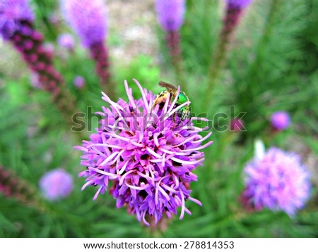 Metallic Green Bee (Agapostemon) on Spiked Blazing Star (Liatris spicata)