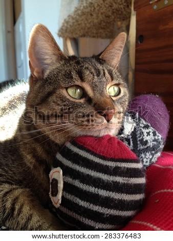 Cute brown tabby cat resting her chin on a catnip cat toy.