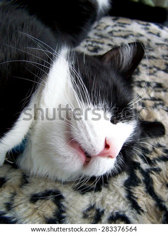 Adorable black and white tuxedo cat with a pink nose sleeping on a leopard print chair with her mouth open.