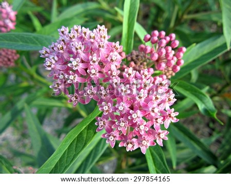 Common Milkweed (Asclepias syriaca) growing in a meadow.