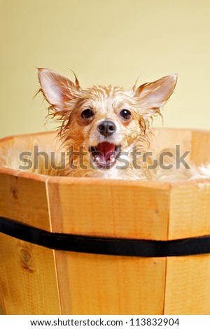 Chihuahua taking bath