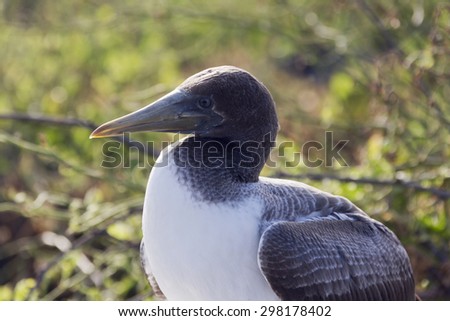 Close-up profile of the head of a nazca booby. Selective focus on the head, other parts of the bird have a soft focus and background is out of focus