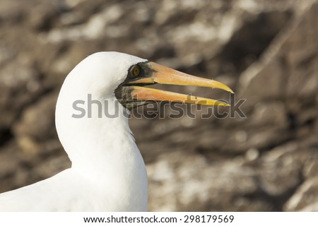 Profile of the head of an adult nazca booby with saw-toothed bill. Selective focus on the head, other parts of the bird have a soft focus and background is out of focus