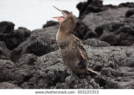 Flightless cormorant opening its beak. Selective focus on the bird, foreground and background are out of focus