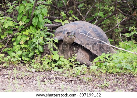 Galapagos tortoise coming out of the bushes. Selective focus on the head of the animal, foreground and background gets gradually out of focus
