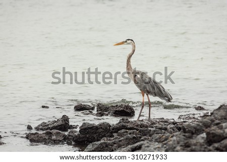 Great blue heron wading through the water. Selective focus on the bird, foreground and background are out of focus