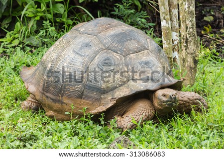 Giant galapagos tortoise walking through the mud. Selective focus on the animal, foreground and background are out of focus