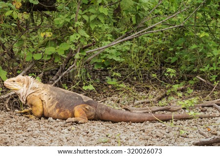Land iguana shedding its skin at the edge of the bush. Selective focus on the animal, foreground and background get gradually out of focus