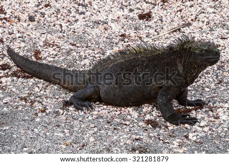 Marine iguana sitting on gravel. Selective focus on the animal, foreground and background are out of focus.