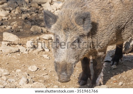 Head of a wild boar in close up. Selective focus on the animal.