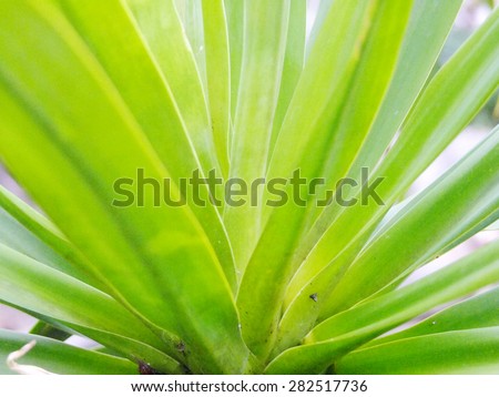 nature,leaves background, leaves pattern, leaves texture,  nature texture