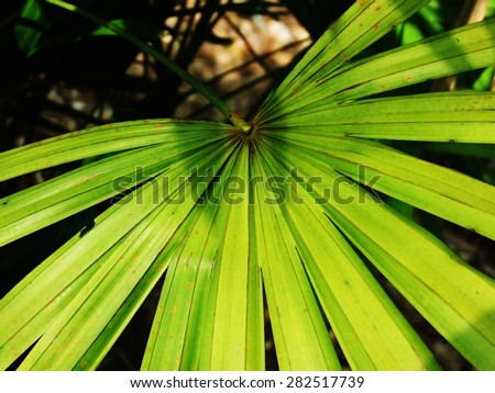 nature,leaves background, leaves pattern, leaves texture,  nature texture