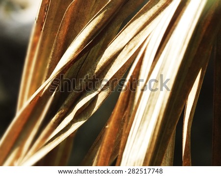 dry leaves,Brown leaves,leaves background, leaves pattern