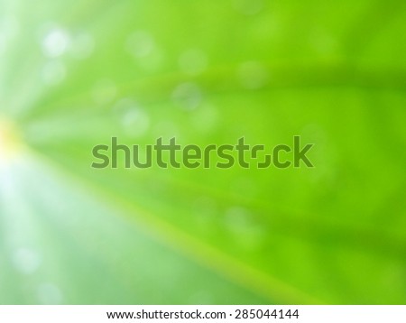 abstract pattern,nature, leaves pattern, leaves texture,  nature texture