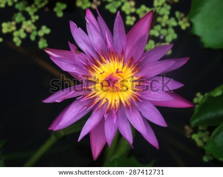 Purple Lotuspetal,  lotus, Purple Lotus, Plantae, Nelumbo nucifera