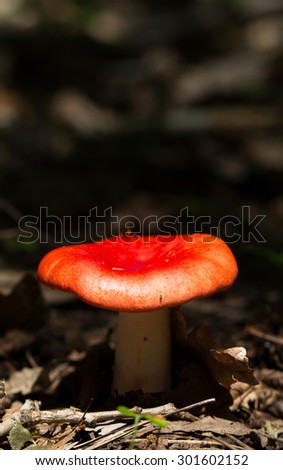 Mushroom Growing in Autumn Forest. growing under the tree.