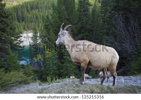 A wild  big horn sheep is standing  on slope beside a lake in Banff National Park, Alberta, Canada