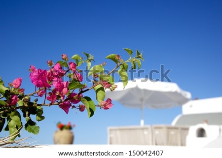pink flower with green leave against blue sky and beach umbrella on Greek island, Santorini, Greece