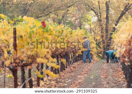 REDWOOD VALLEY, CA - OCTOBER 23, 2013: An unidentified vineyard worker picking wine grapes during the annual harvest