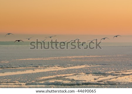 Flying swans in winter over the sea