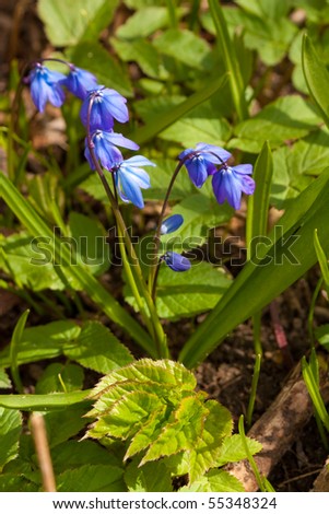 Siberian Squill Blossoms