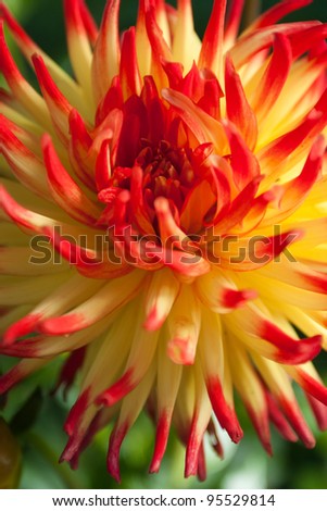 Red yellow Dahlia flower in green nature