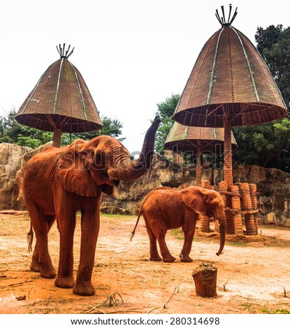 Between calf and mom, Thai elephant, Thailand
