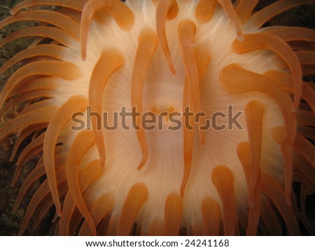 front view of orange tipped anemone